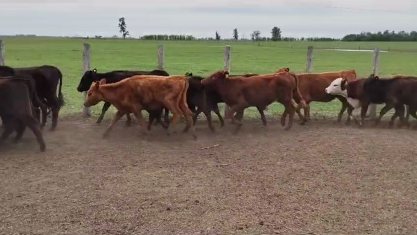 Lote 70 TERN. HEMBRAS, CARLOS CASARES, BS. AS.