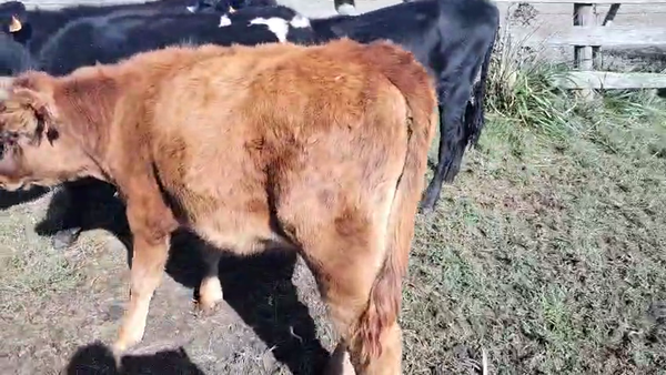 Lote 4 Terneros y Terneras, San José