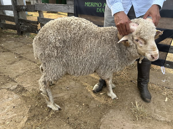 Lote Borrego 2D (MO: Si)