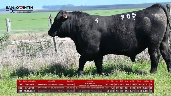 Lote LOTE 4 - ABERDEEN ANGUS PI