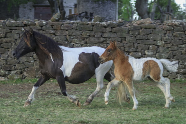 Lote Pony hembra con cria.