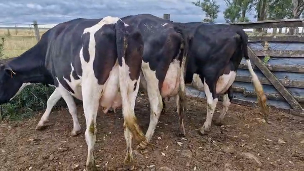 Lote 3 Vaca 480kg - , San José