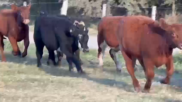 Lote 70 Terneros en Dolores, Buenos Aires