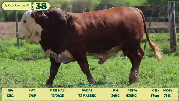 Lote LOTE 38