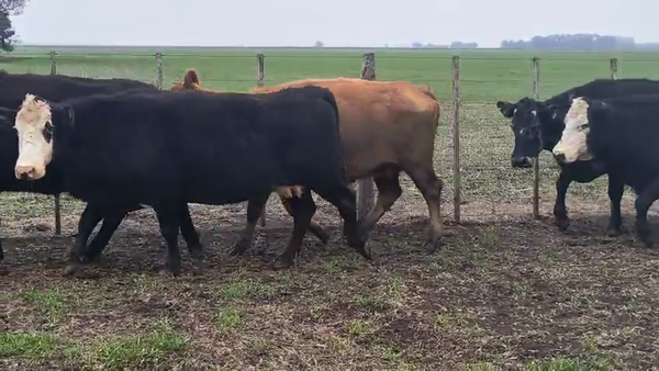 Lote 30 Vacas de invernar en Coronel Suarez
