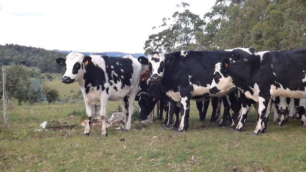 Lote 12 Vaquillonas  Normando en San Carlos