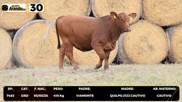 Lote LOTE 30