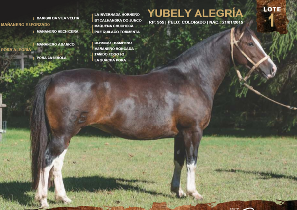 Lote YUBELY ALEGRÍA