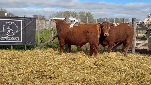 Lote 2 Toros PC