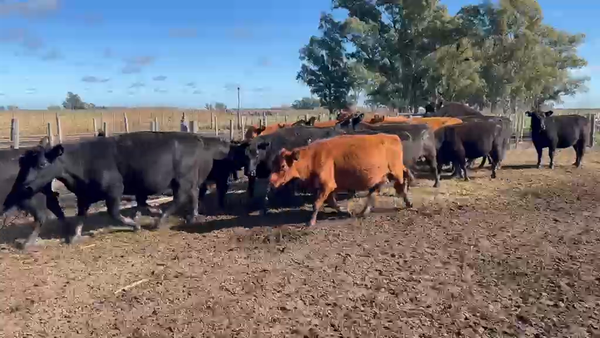 Lote 36 vacas de invernada en Las Flores, Buenos Aires