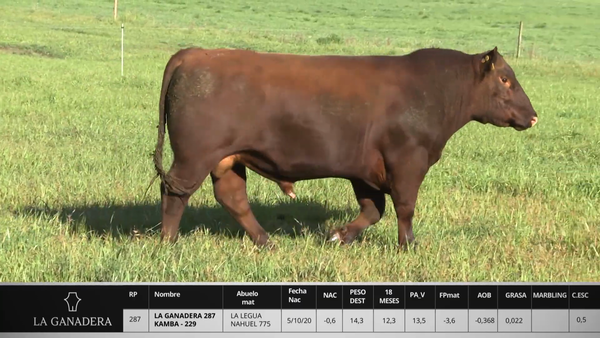 Lote LA GANADERA 287 KAMBA - 229