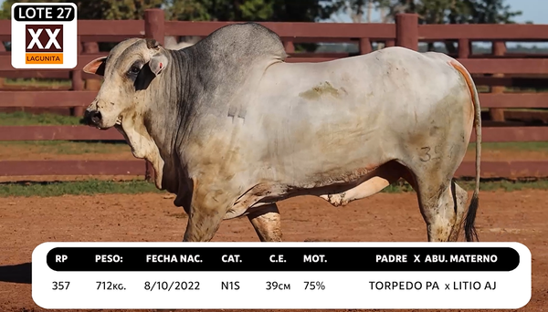 Lote LOTE 27