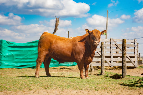Lote Toros