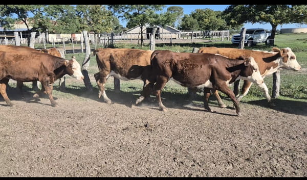 Lote 64 Terneros/as en Corrientes, Curuzú-Cuatiá