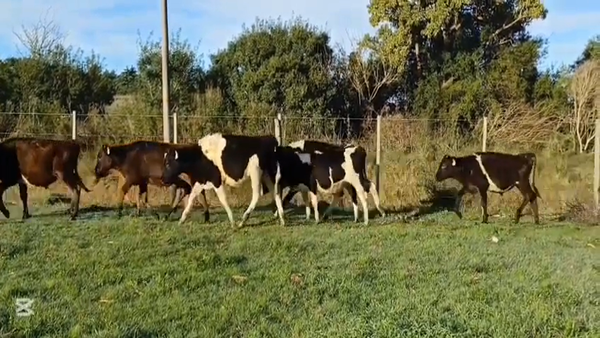 Lote TERNEROS HOLANDO
