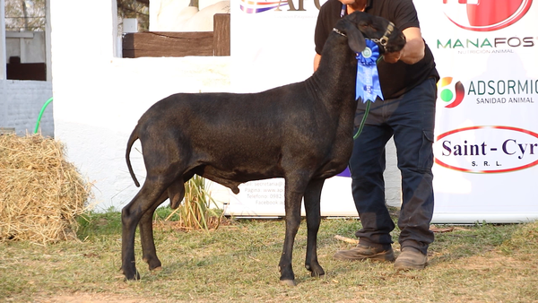 Lote Lote 8 - Ovinos