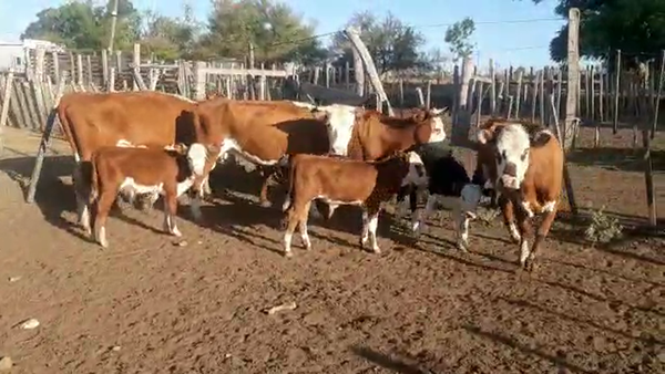 Lote 8 Piezas de Cría