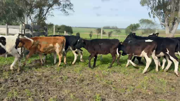 Lote TERNEROS