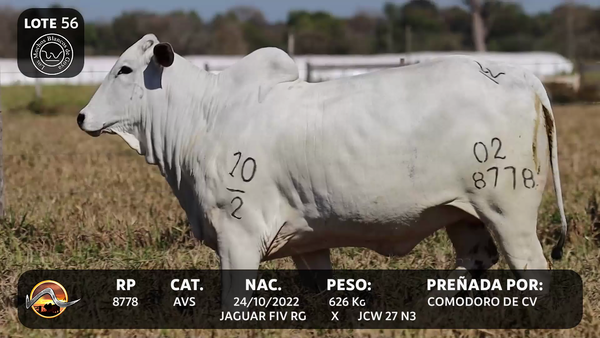 Lote LOTE 56