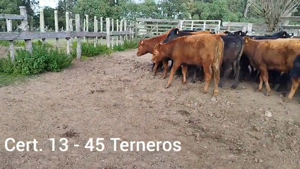 Lote TERNEROS