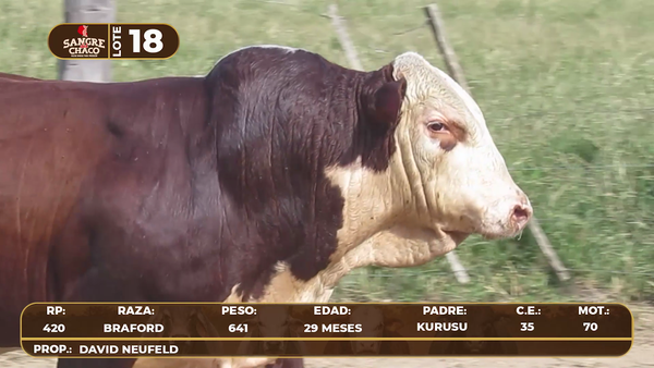 Lote Lote 18
