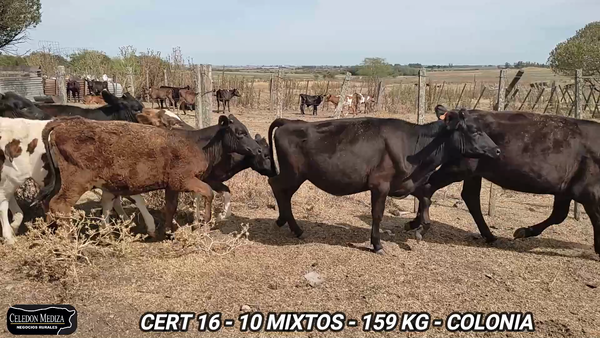 Lote 10 Terneros y Terneras en Colonia