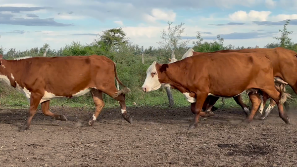 Lote 46 Vacas de invernar