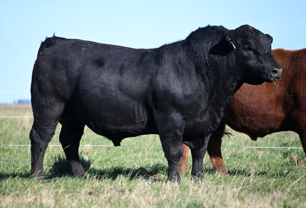 Lote TOROS PUROS DE PEDIGREE