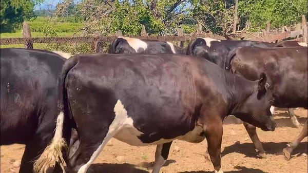 Lote 25 Vaquilla Gorda en Río Bueno, XIV Región Los Ríos