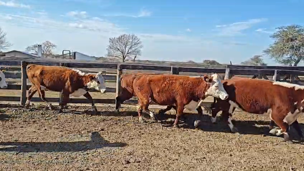 Lote 28 Vacas de invernar