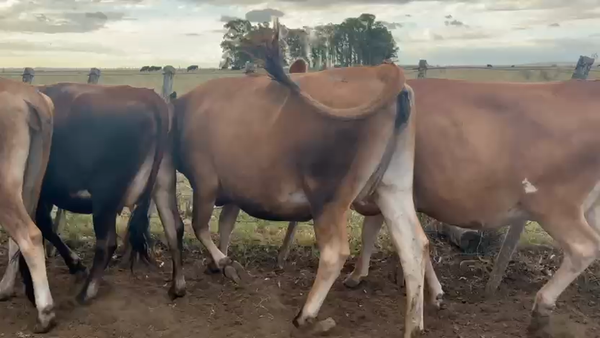 Lote 4 Vaquillonas , San José