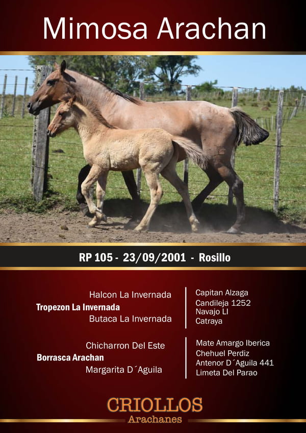 Lote Mimosa Arachán - RP 105