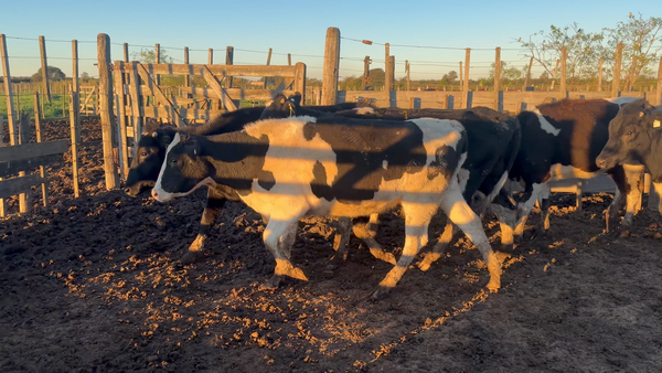 Lote 5 Vaquillonas Holando en San Cristobal, Santa Fe