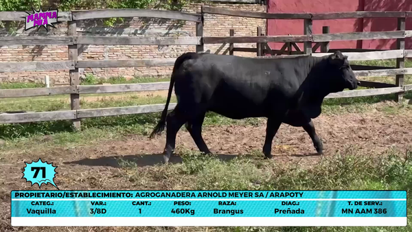 Lote LOTE 71- EN VIVO