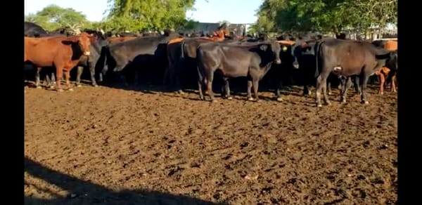 Lote 100 Novillos en Villaguay, Entre Ríos