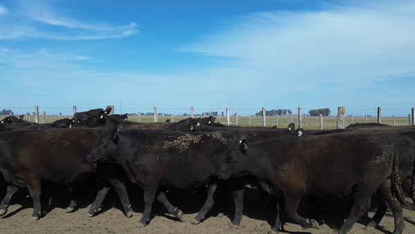 Lote 55 Novillitos
