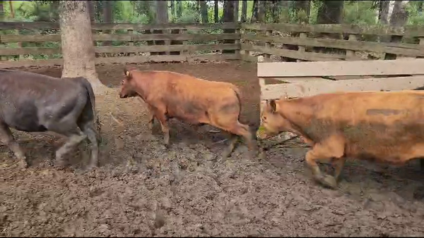 Lote 50 Novillo Engorda en Panguipulli, XIV Región Los Ríos