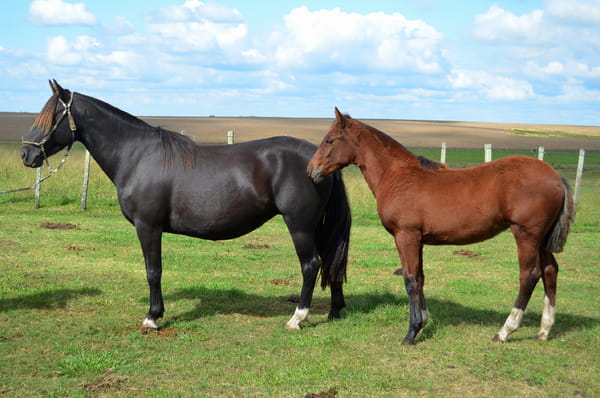 Lote CATANDUVA SINFONIA