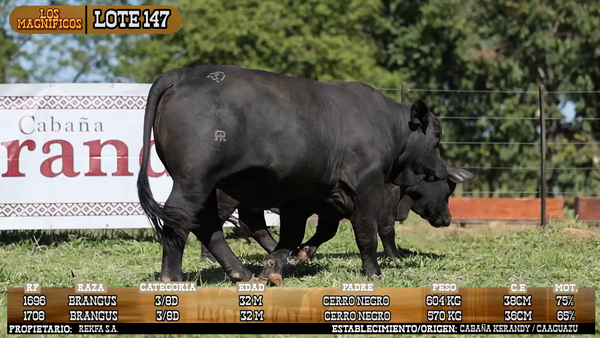 Lote LOTE 147 - VIVO