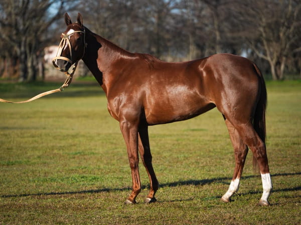 Lote ATALAYA COFRADIA