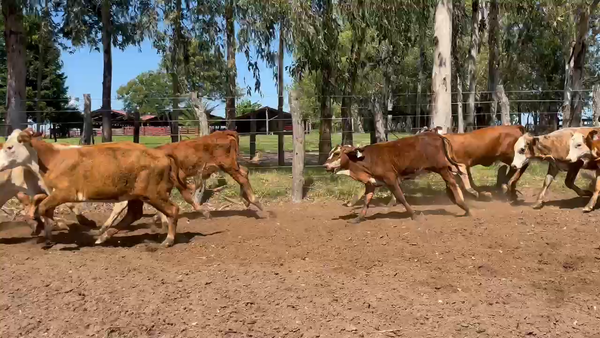 Lote 65 Terneras en Corrientes, Col. Libertad