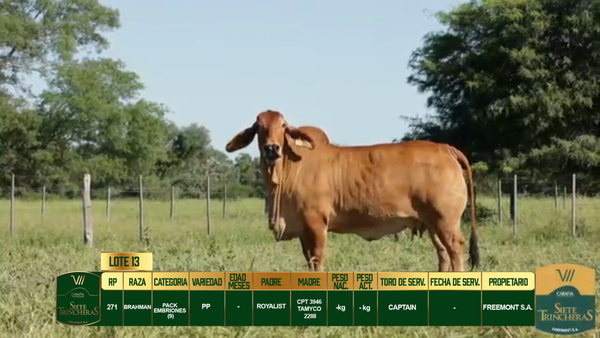 Lote LOTE 13