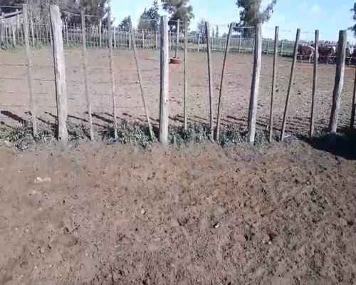 Lote 40 Vaquillonas en Daireaux, Buenos Aires