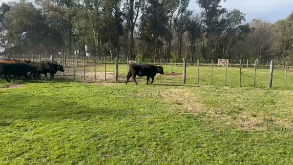 Lote 45 Terneros en Buenos Aires, Chascomús