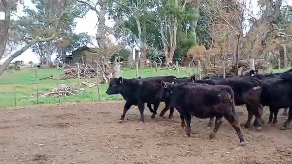 Lote 36 Terneras en Salazar