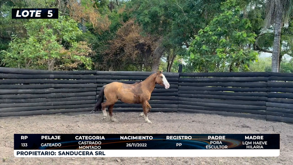 Lote LOTE 5