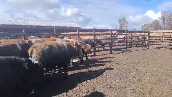 Lote 20 Novillo Gordo en Los Ángeles, VIII Región Biobío