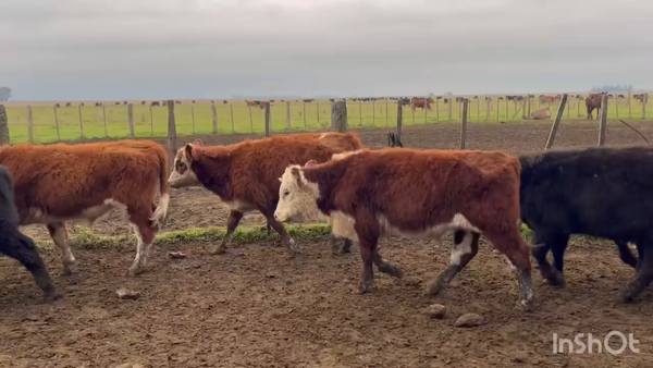 Lote 60 Terneros