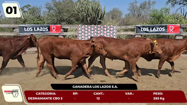 Lote LOTE 1- EN VIVO