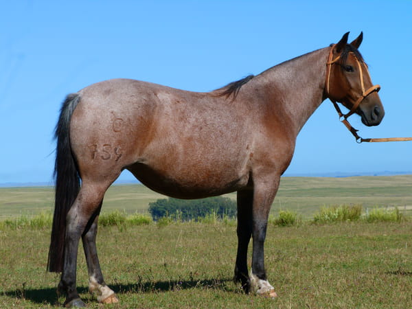 Lote Tormentosa Salpay